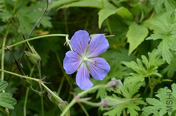 Geranium-himalayense-4.jpg
