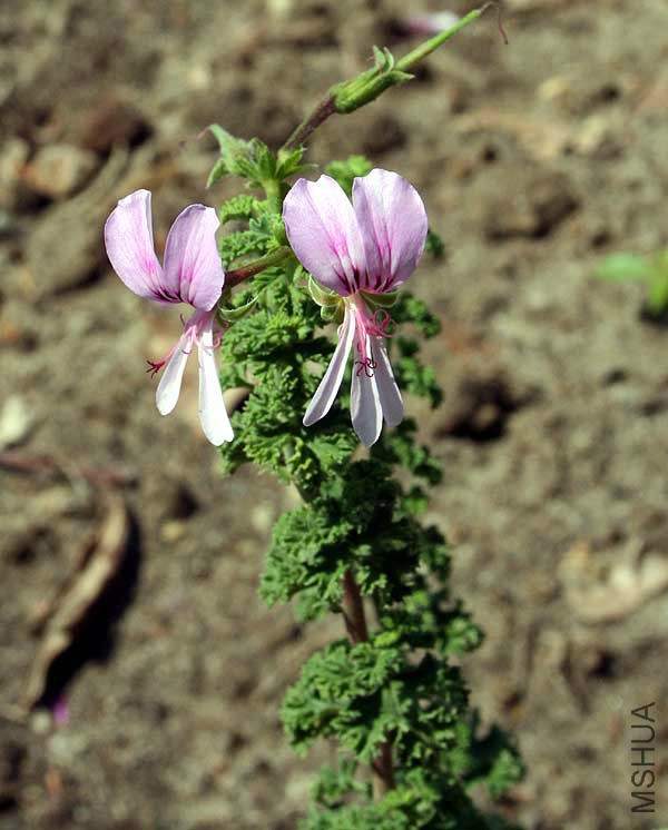 IMG_0150__Pelargonium-abrot.jpg