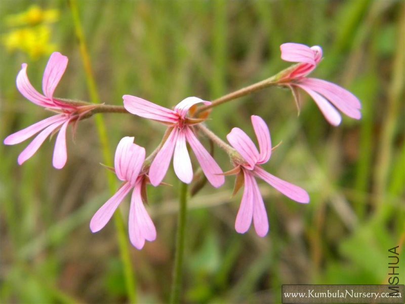 pelargonium_alchemilloides_pink_0.jpg