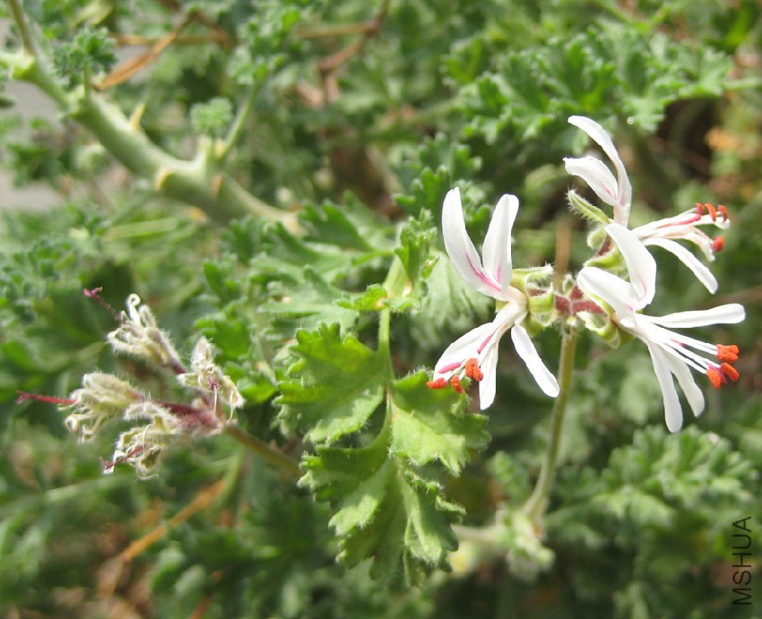 Pelargonium_alternans_02.jpg