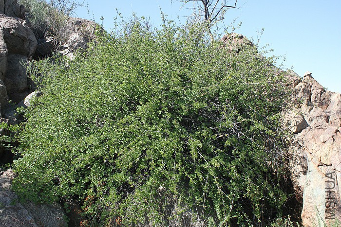 l-antidysentericum P.jpg