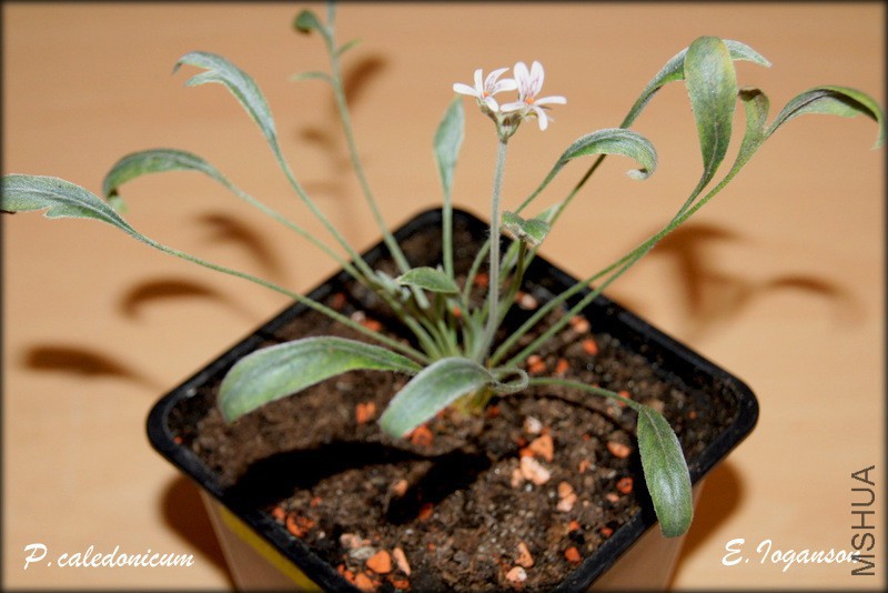 P_ caledonicum_1.jpg