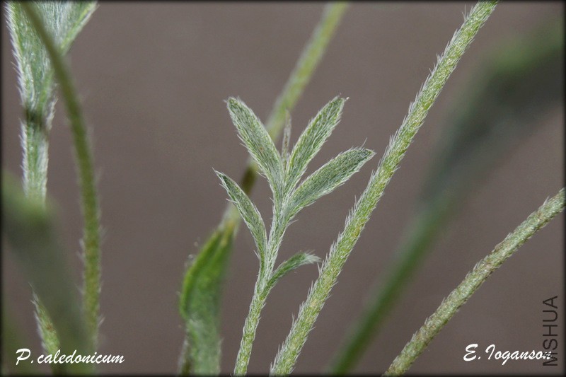 P_ caledonicum_3.jpg