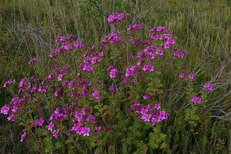 Pelargonium cucullatum.jpg