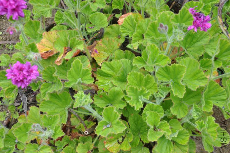 geraniaceae-pelargonium-cucullatum-ssp-cucullatum-5.jpg