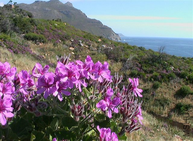Pelargonium_cucullatum_Suedafrika_3.jpg