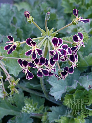 BEP11000_PELARGONIUM_GLAUCIFOLIUM.jpg