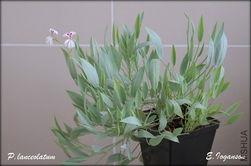 P_ lanceolatum_1.jpg