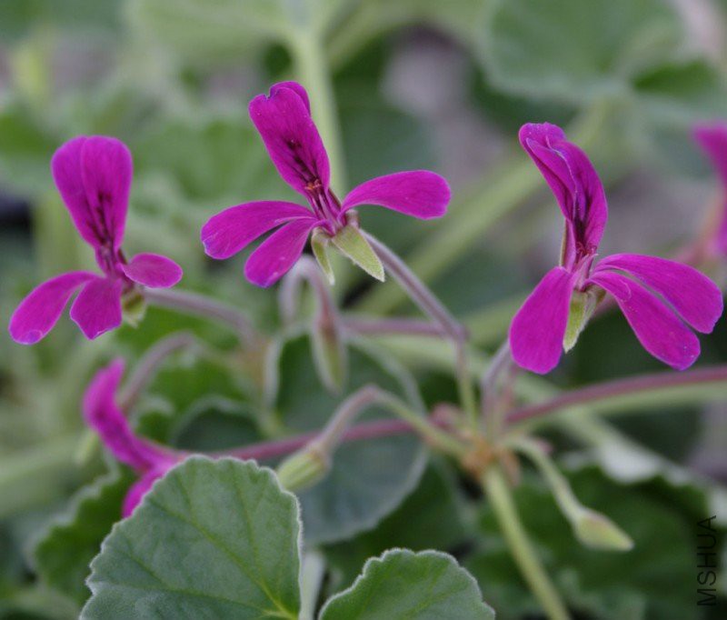 pelargonium_reniforme.jpg