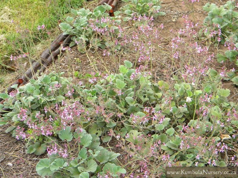 pelargonium_reniforme_foliage.jpg