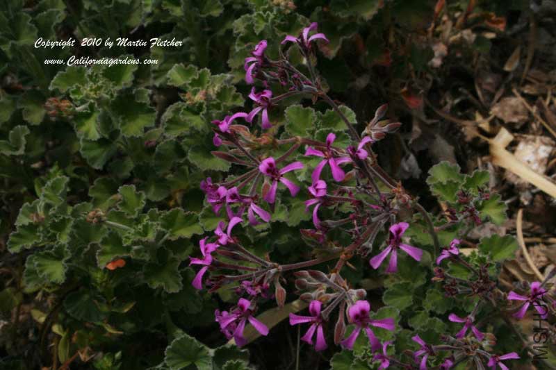 Pelargonium-reniforme.jpg