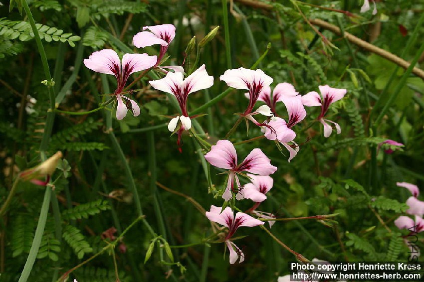d08_2616_pelargonium-tetragonum.jpg