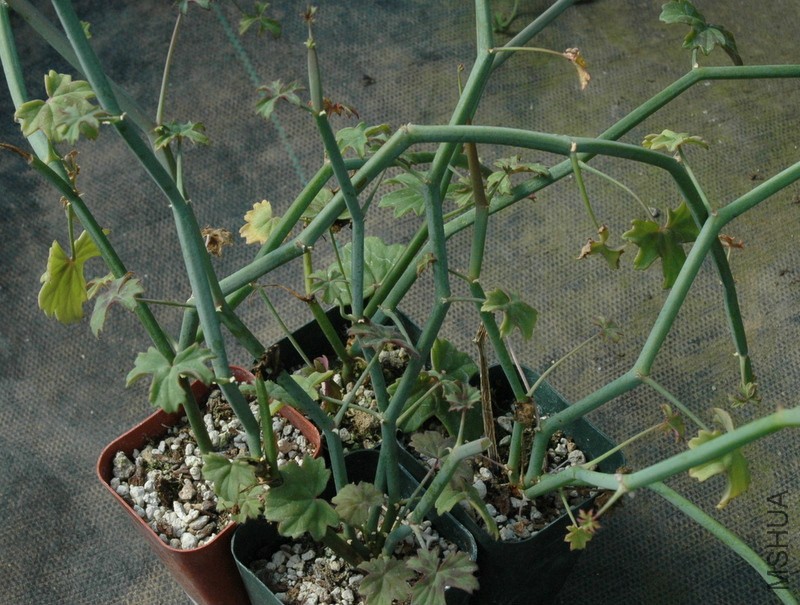 Pelargonium-tetragonum.jpg