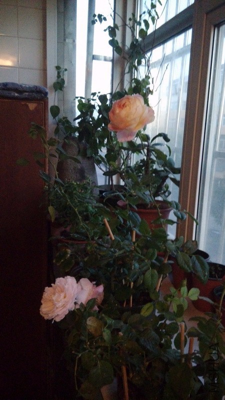 20161031_1.jpg