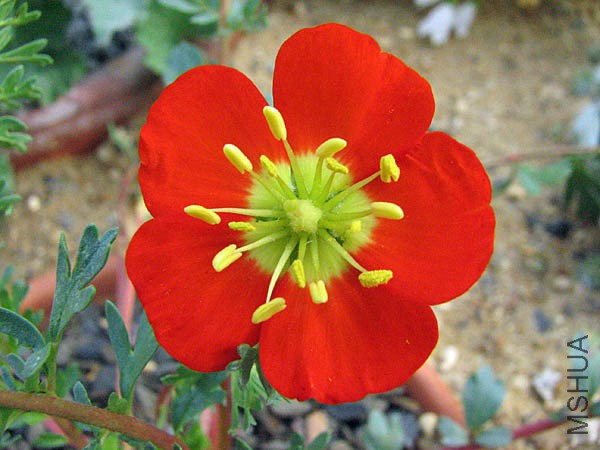 sizedHypseocharis pimpinellifolia12524.jpg