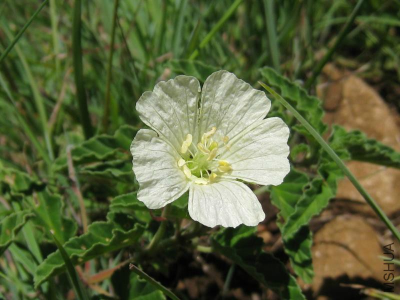 Monsonia emarginata09-01-08.jpg