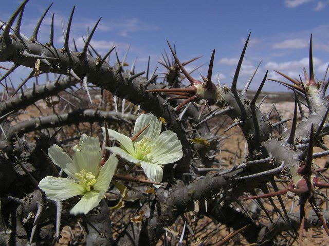Sarcocaulon crassicaule.jpg