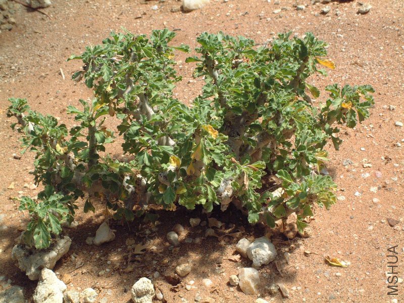 Sarcocaulon_inerme_leaves.jpg