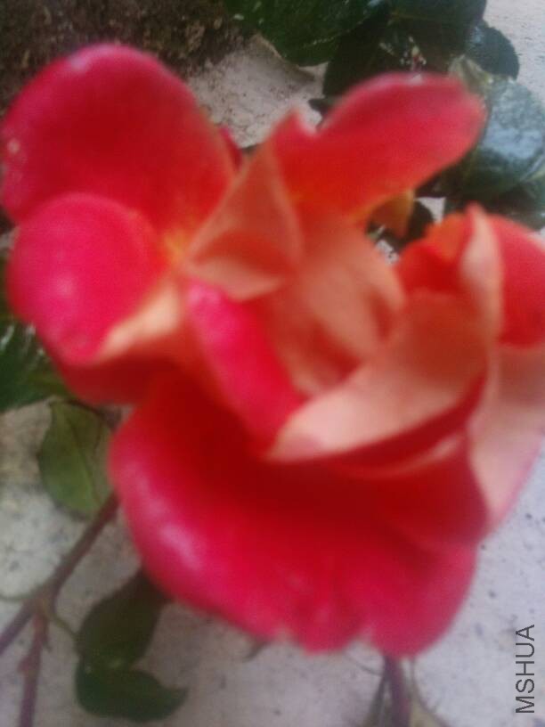 080750fxqhvr6mvxshcxs8.jpg