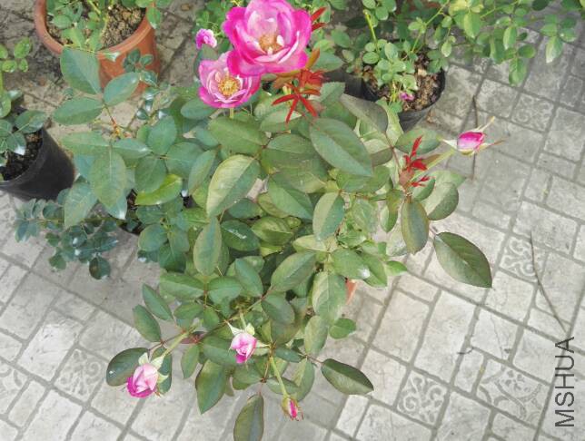 085921jkfubznnjuskofzp.jpg