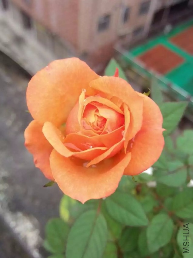 2345_image_file_copy_4.jpg