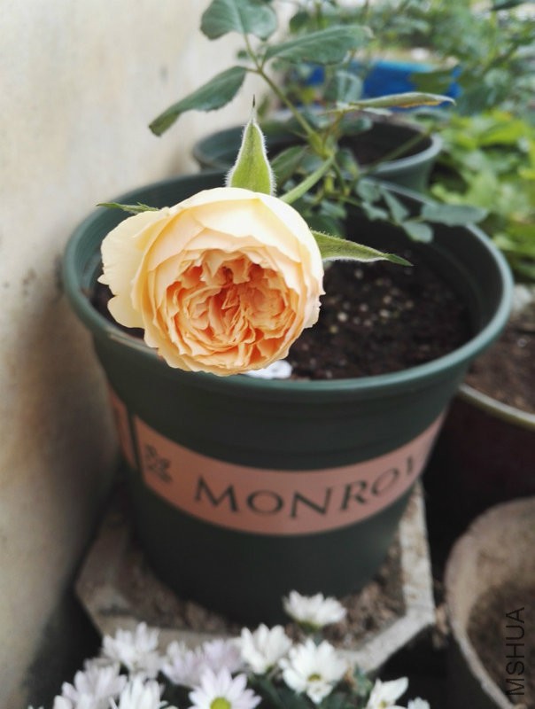 真宙.jpg