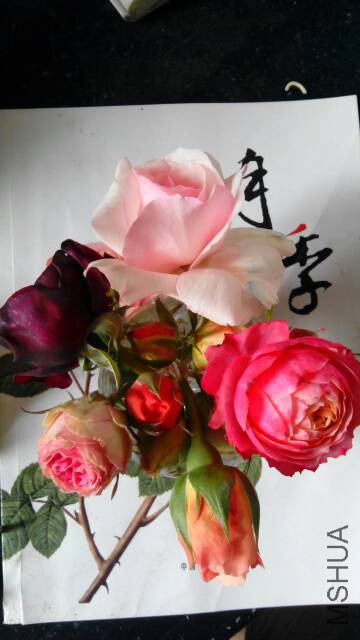 080441wpak467q4ps242s4.jpg