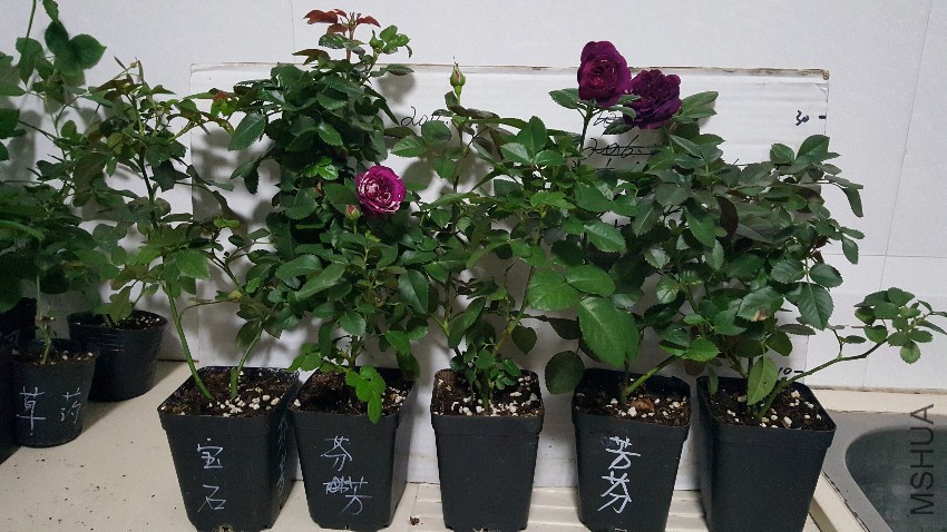 20161101_202343.jpg