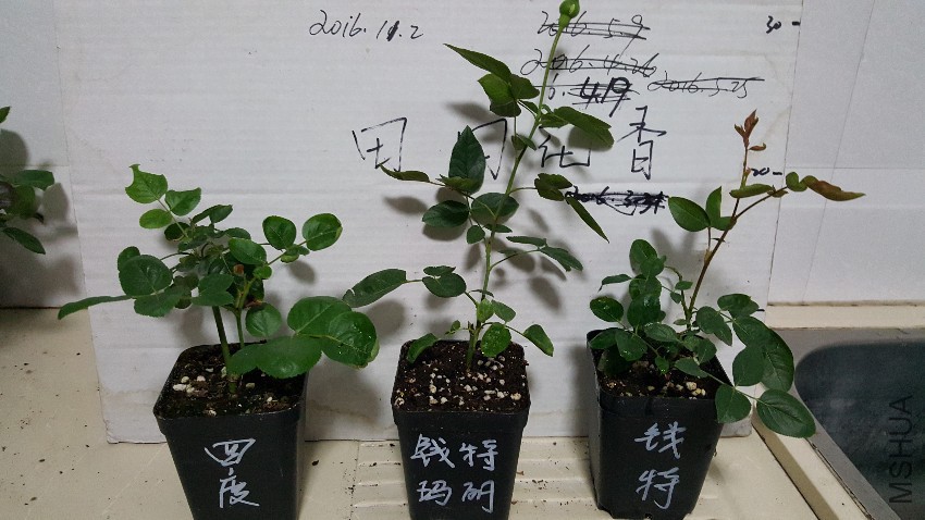 20161101_215050.jpg