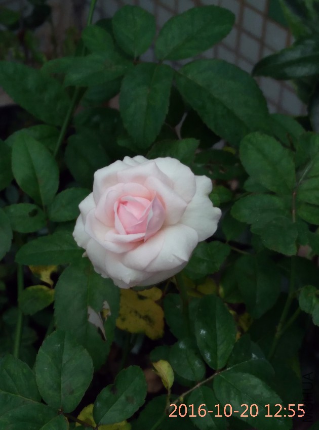IMG_20161020_125544.jpg