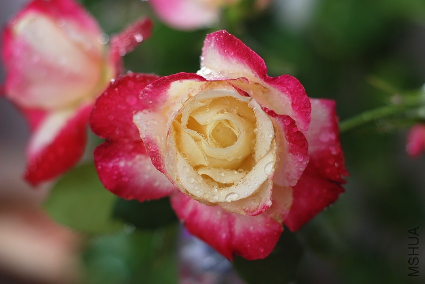 DSC_5104.JPG