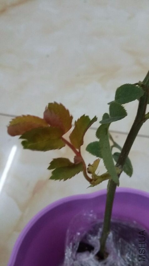 QQͼƬ20161102174245.jpg