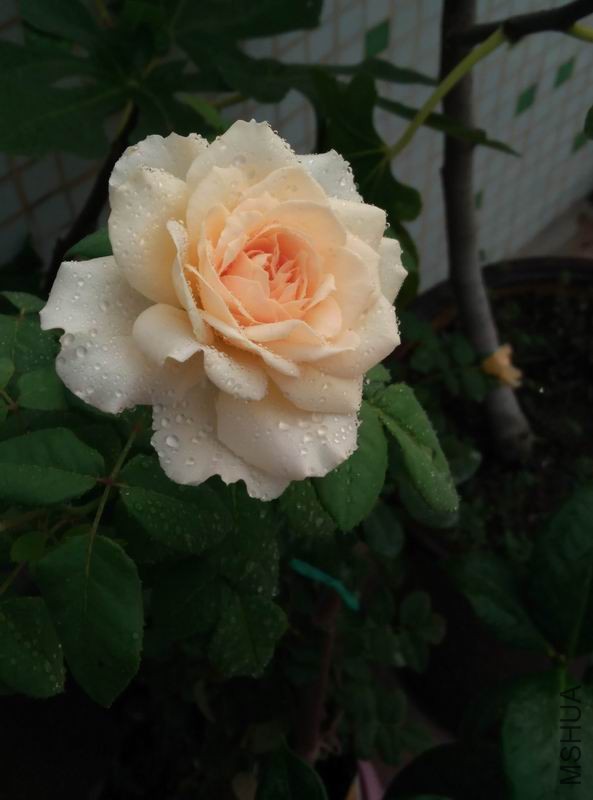 IMG_20150925_070947.jpg
