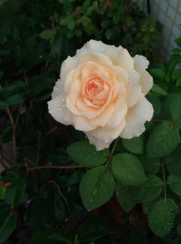 IMG_20150925_071014.jpg