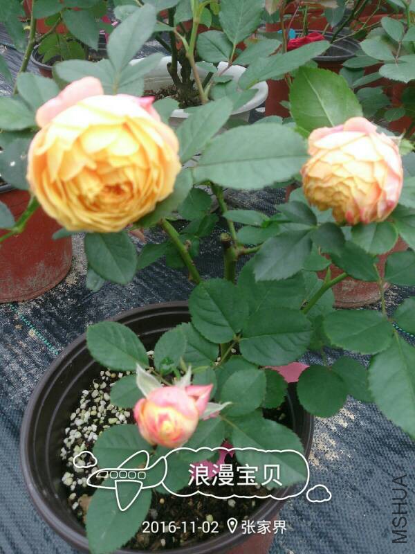 232246cflghtbg3bpiifrb.jpg