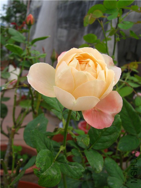 IMG_0893.JPG