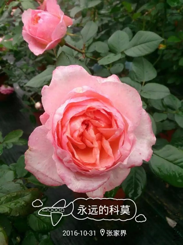 ��Զ�Ŀ�Ī(1).jpg