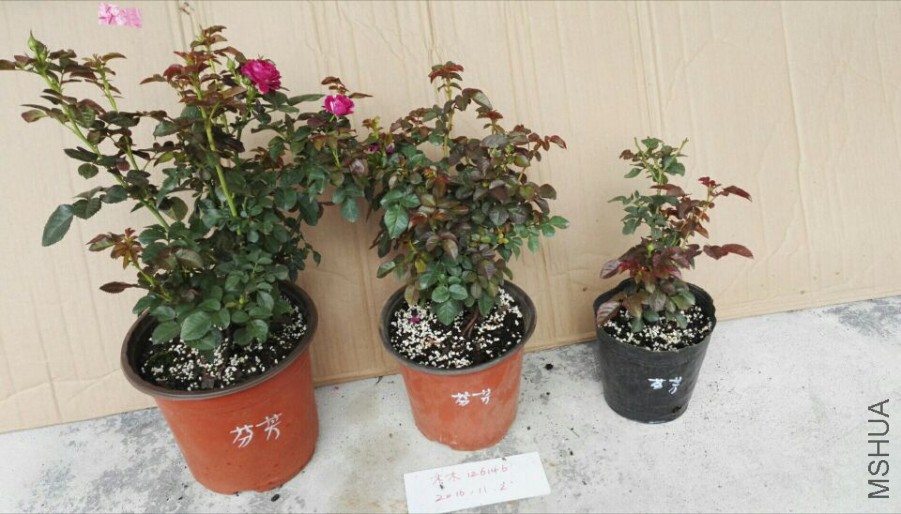 16bfc6cb0393cda8.jpg