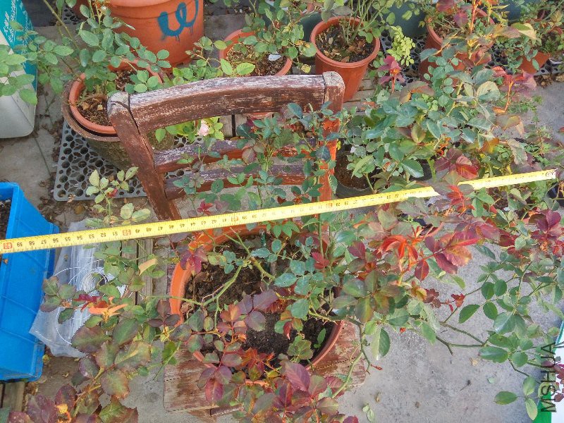 IMG_20161104_065138_HDR.jpg