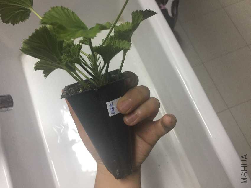 image.jpg