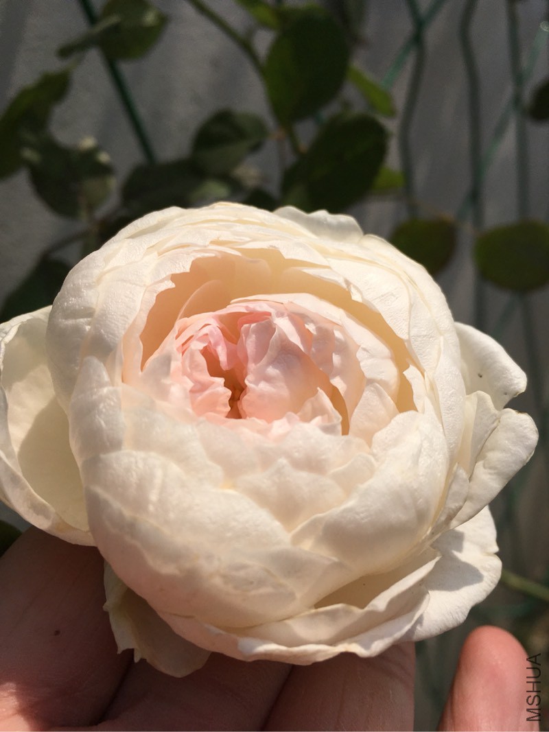 185748cbb5rfwc88vf4ib8.jpg