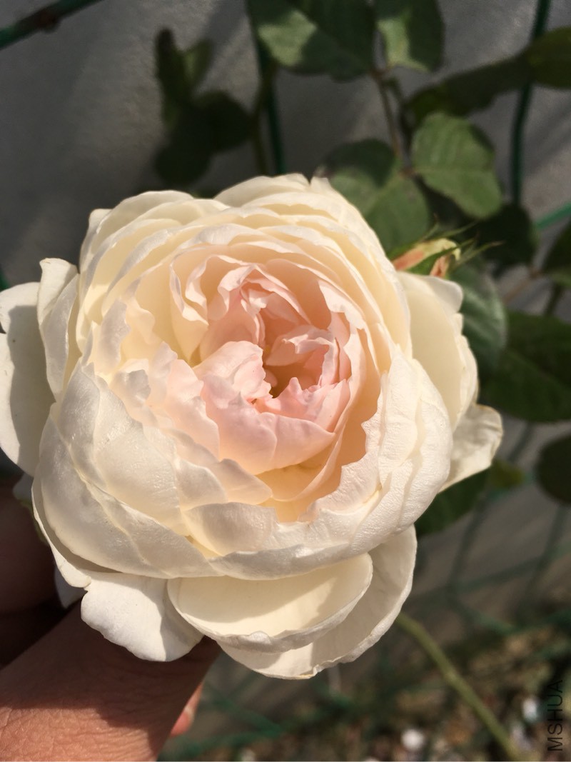 185748vz6jjfsrhh996ii8.jpg