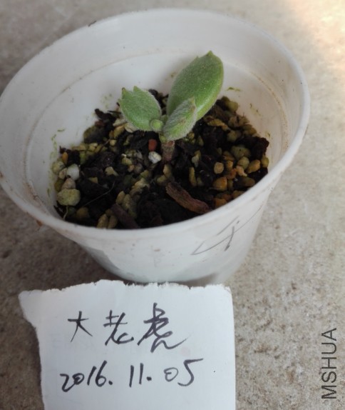 QQͼƬ20161105201704.jpg