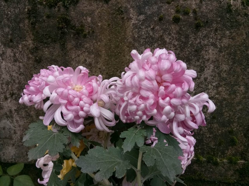 webwxgetmsgimg (93).jpg