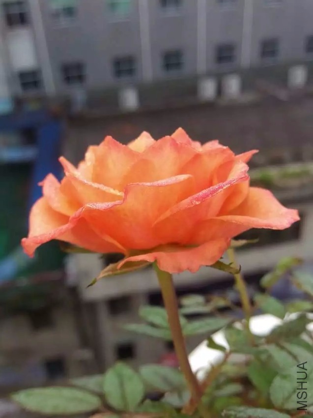 2345_image_file_copy_8.jpg
