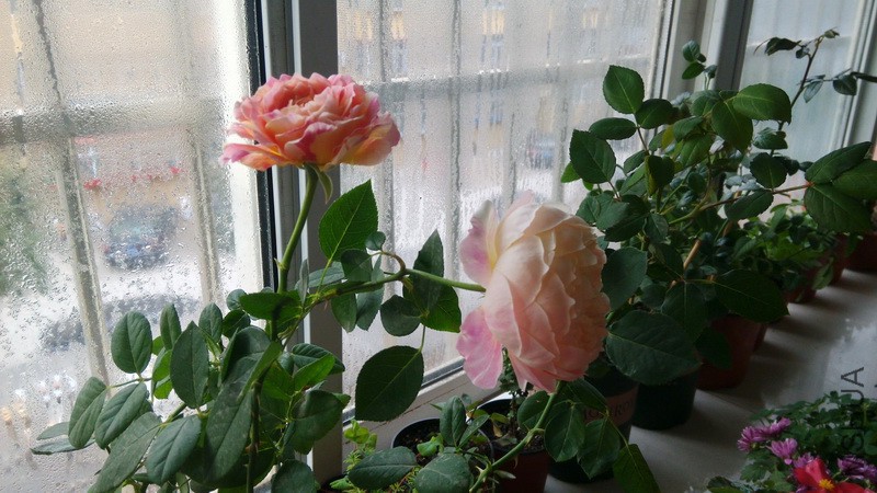 20161106_03.jpg