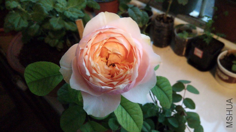 20161004_2.jpg