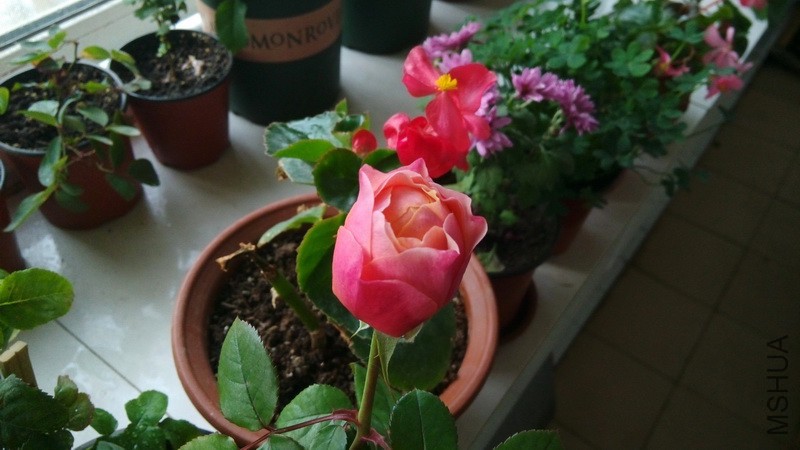 20161106_07.jpg