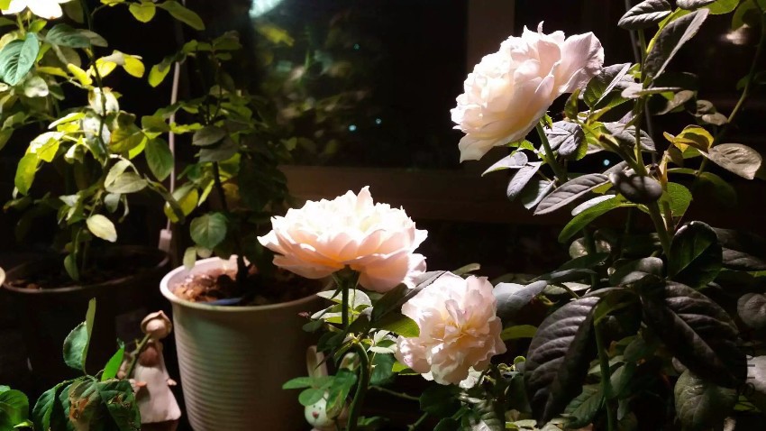 ���Ҷ������