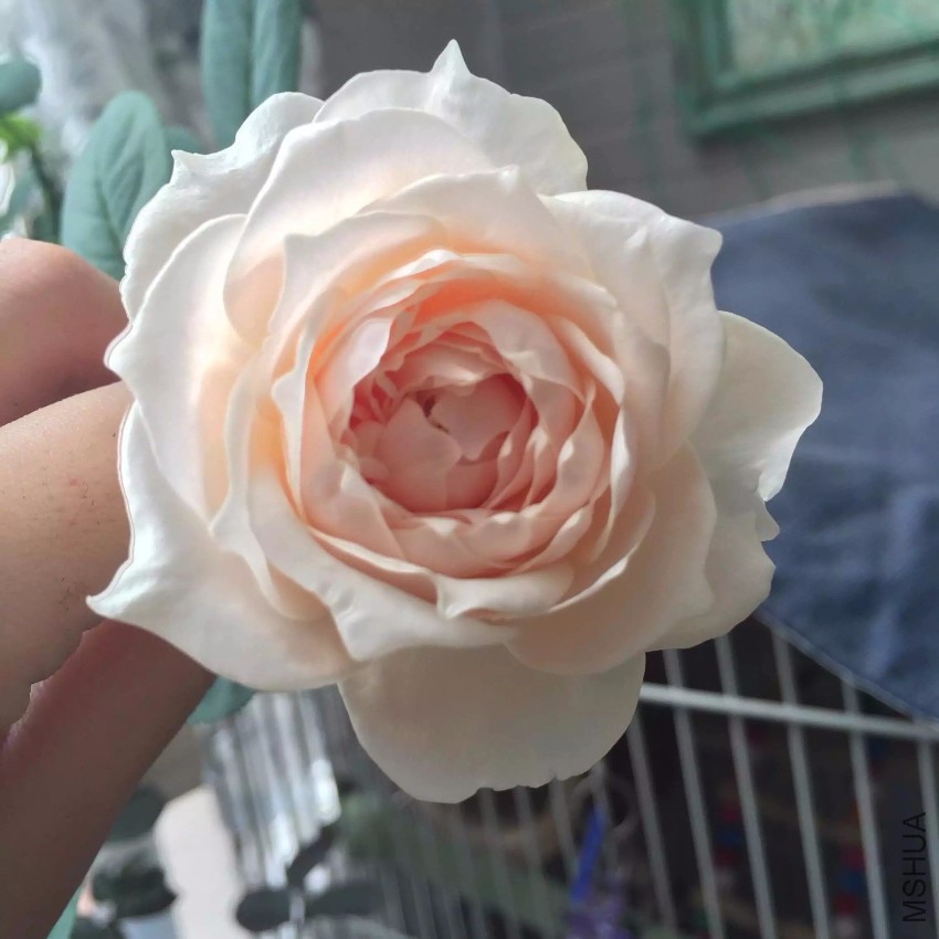 ���Ҷ���